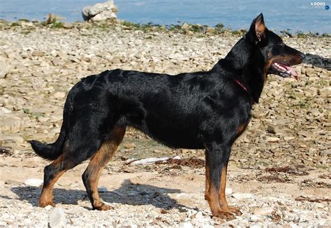 french beauceron dog.